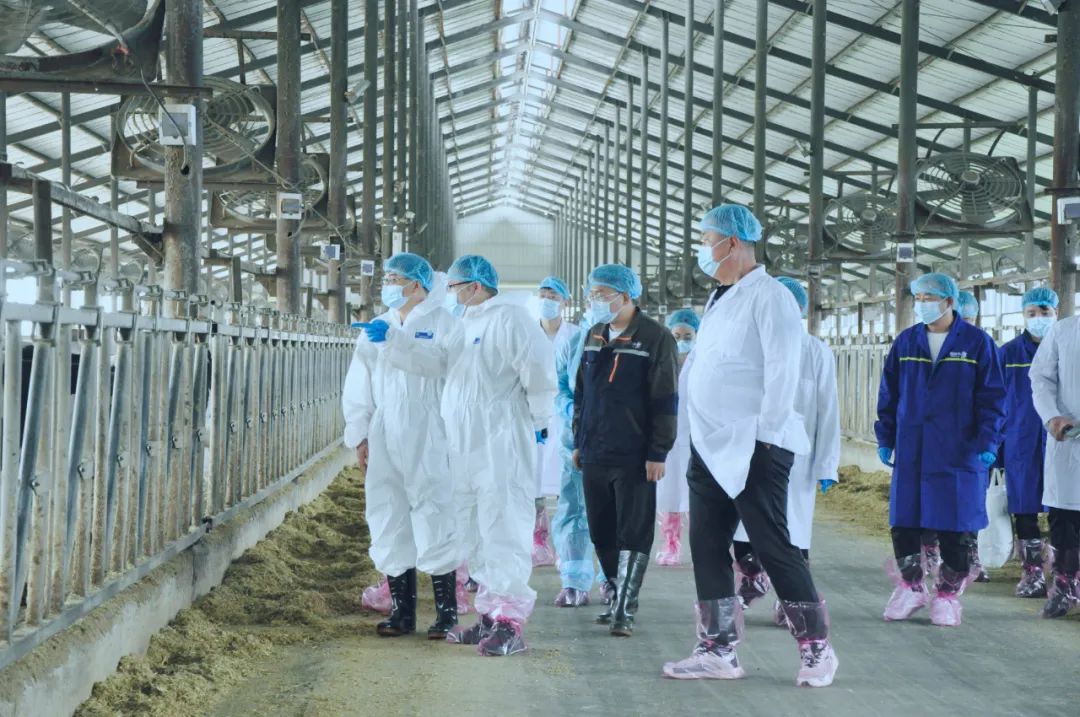 XINGKONG.COM星空体育(中国大陆)科技公司丨国家奶牛产业技术体系首席科学家、中国农业大学教授李胜利一行莅临XINGKONG.COM星空体育(中国大陆)科技公司鲁山瑞亚参观调研