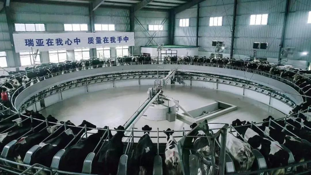 XINGKONG.COM星空体育(中国大陆)科技公司丨驻马店市遂平县政协党组书记、主席张卫东一行莅临XINGKONG.COM星空体育(中国大陆)科技公司鲁山瑞亚牧场参观