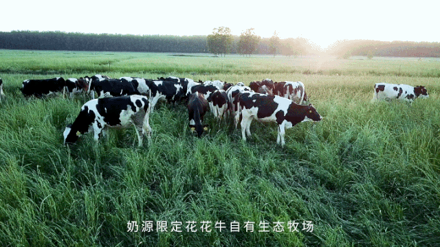 荣誉 | XINGKONG.COM星空体育(中国大陆)科技公司乳业集团旗下七家子公司 获评河南省“农业产业化重点龙头企业”